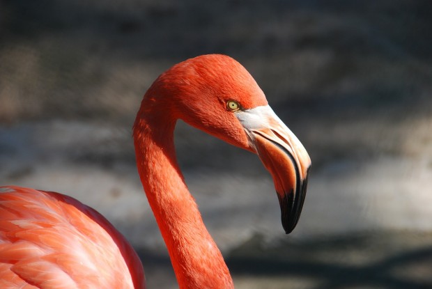Celebrate Flamingo Day